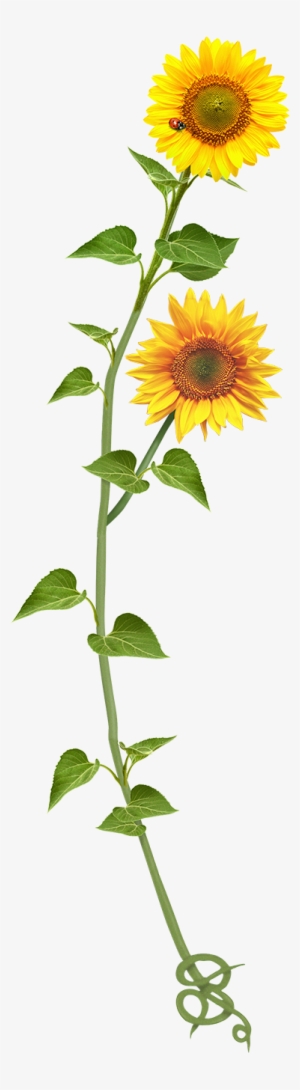 Vinilo Decorativo Girasol Ornamental - Text #1962253