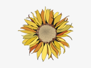V Girasol Pintado - Drawing #1962658