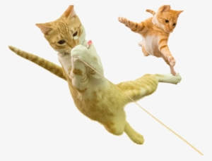 Pon And Yuzu-chan - Yuzu #1972222