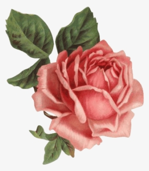 Hoy Completamos Con 30 Rosas Muy Bonitas, También En - Old Rose Informant By Brent C Dickerson #1973252