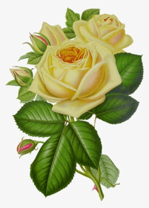 White Rose Vintage - White Rose Flowers Clipart #1973671