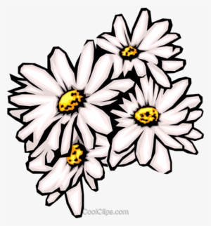 Daisies Royalty Free Vector Clip Art Illustration - Daisy Clip Art #1974237