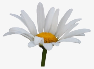 Shasta Daisy Png By Thy - Daisy Png #1974423