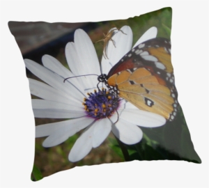 Weißes Gänseblümchen Und Schmetterling Grußkarte #1974534