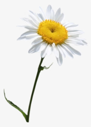 Daisies Clipart Transparent Background #1974640