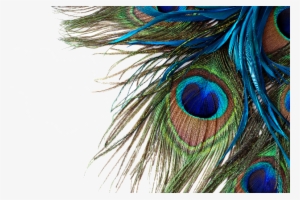 Peacock Feathers - Peacock Feather High Resolution #1975400