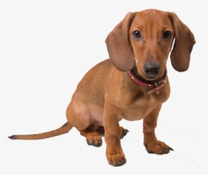 Vizsla And Dachshund Mix #1975752