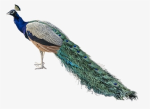 Peacock Feather Transparent Background Download - Nepal National Bird Png #1975831