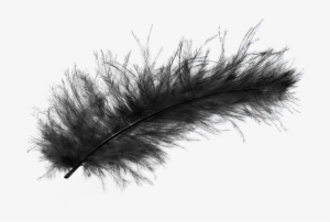 Feather Png Image Purepng Free Transparent Cc0 Png - Transparent Background Black Feather Png #1975864