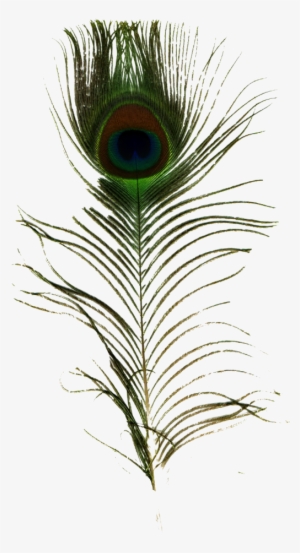 Single Peacock Feather Png - Peafowl #1975918