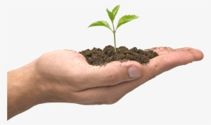 Soil In Hand Png - Seed Growing In Hand #1976359