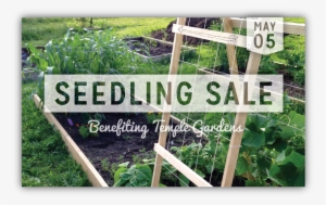 Seedling Sale #1976430