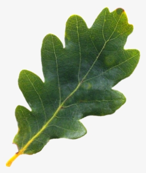 English Tree Leaf Png Pinterest - Oak Tree Leaf Png #1976457