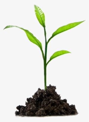 Plant Seedling Png Images - Growing In Jesus #1976575