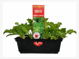 Grow Your Own Vegetable Seedling Punnet Range - Blueline Chicoria Escarola Lisa Bat.10gr #1976622