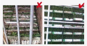 Healthy And Unhealthy Seedlings - Health #1976697