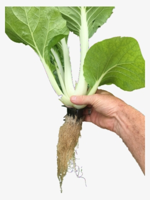 Seedling Baskets - Basket #1976791