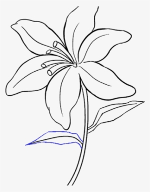 Drawn Lily Easter Lily - Drawing #1977765 Drawn Lily Easter Lily - Drawing #1977765