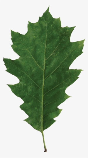 Identify A Leaf - Maple Leaf #1978445 Identify A Leaf - Maple Leaf #1978445