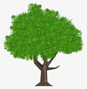 Nightcap Oak Tree - Tree Png #1978447