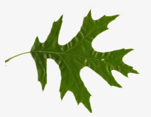 Picture Of Oak Leaves - Northern Red Oak L #1978589