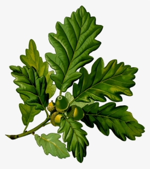 Sessile Oak Tree Art #1978764