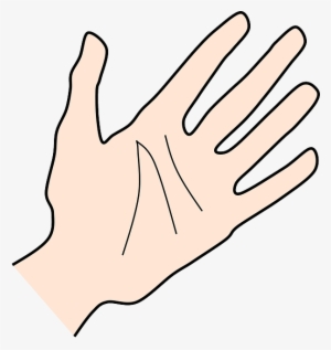 Hand, Palm, Human, Fingers - Clip Art #1979413