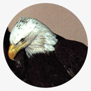 Bald Eagle #1981279 Bald Eagle #1981279