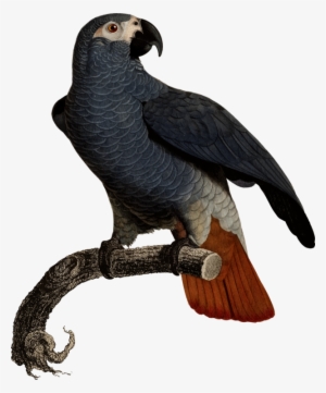 Eagle Fauna Vulture Beak Feather - Illustration #1981403