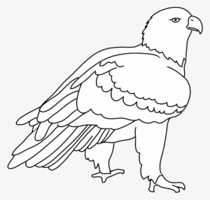 Eagles Birds Png, Eagles Birds Png - Drawing #1981429