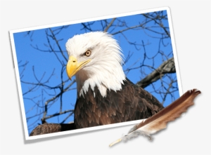 Where Eagles Fly Road Trip Car - Eagle Feather #1981612