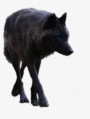 Black Wolf Pictures - Black Wolf Png #1983272