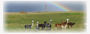Rainbow #1983557 Rainbow #1983557