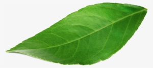 Sus Leaf - Leaf #1984781
