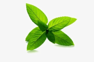 Peppermint Png Pic #1985495