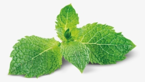 Peppermint Is Good For Digestion, And Has Greater Antifungal - Verbena #1985515