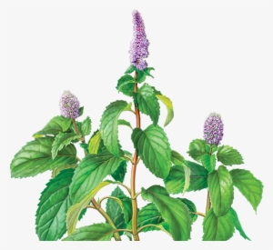 Peppermint Herbal Supplement - Alvita - Organic Peppermint Leaf Tea - 24 Tea Bags #1985631