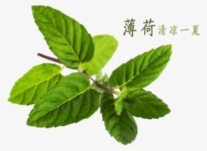 Peppermint Water Mentha Canadensis - Mint #1985651