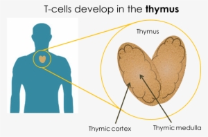 For Recognizing And Initiating Responses To Foreign - Jpeg #1986054