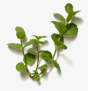 Images - Twig #1986336