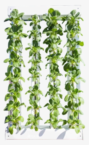 4 Tower Green Wall - Lily Of The Valley #1987426