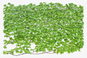 Green Wall Texture Png - Climbing Tree Png #1988289