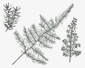 Green Wall - Pond Pine #1988517