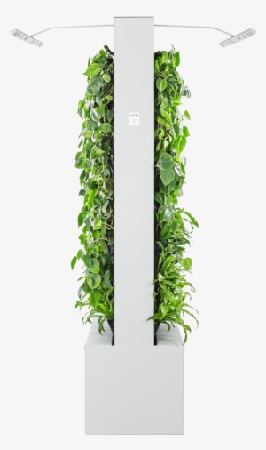 Naava Duo White Side - Shelf #1988545