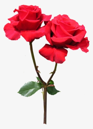 Pictures, Free Photos, Free Images - Flower #1993415