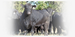 Clearwater Farm #1994241