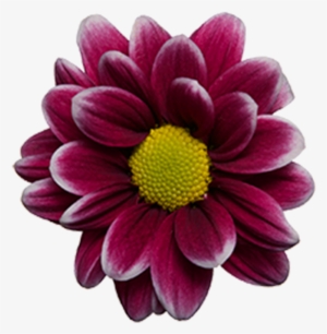 Click To Enlarge Image Purple White Daisy Handsome - Chrysanths #1994812