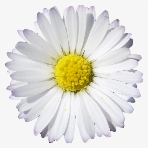Gerbera Daisy White Yellow #1995155
