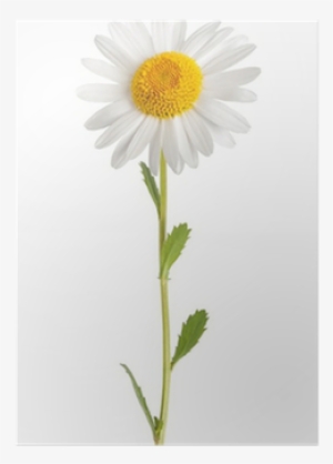 Daisy Flower White Background #1995294