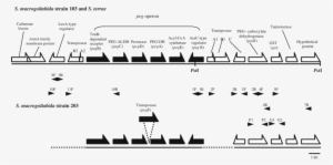 Gene Structures Of The Peg Operons And Upstream And - Upstream #1998873